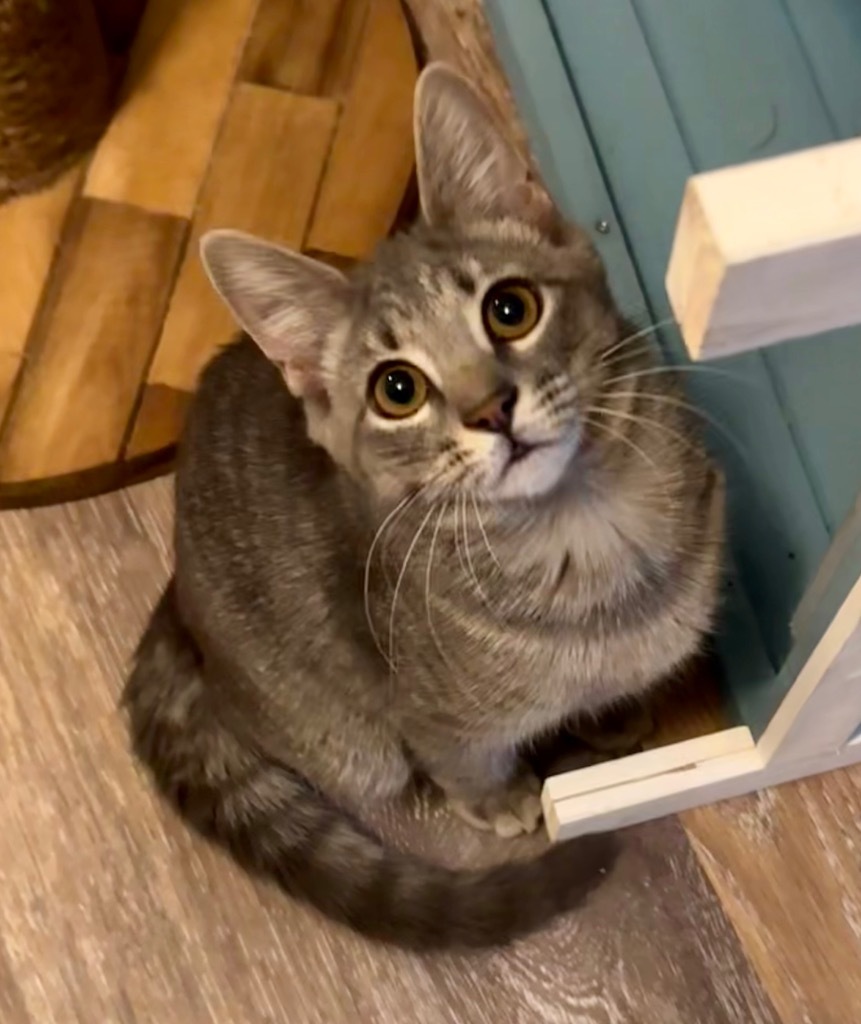 Sweetpea