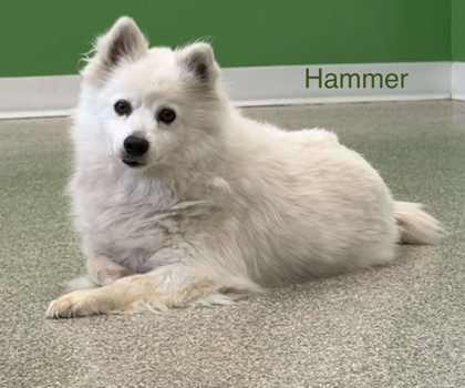 Hammer