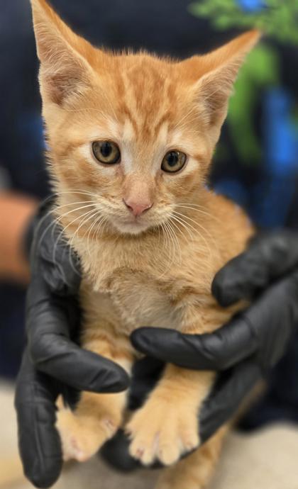 Cheddar