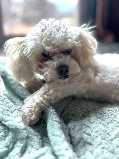 Bella - Adopt Me!