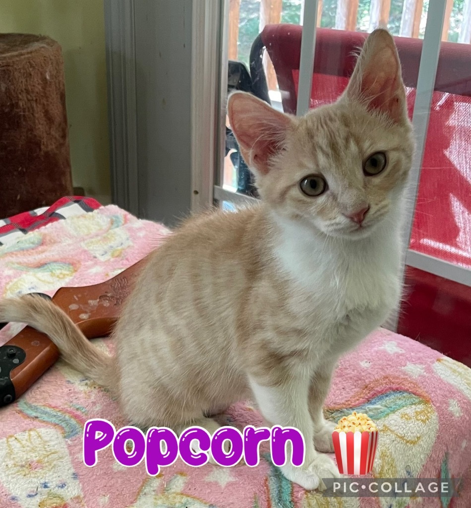 Popcorn