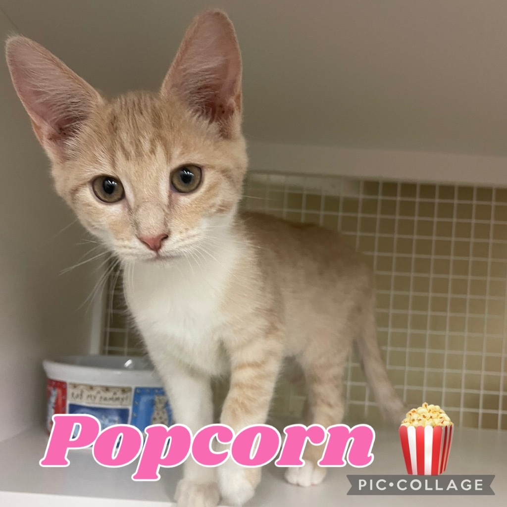 Popcorn
