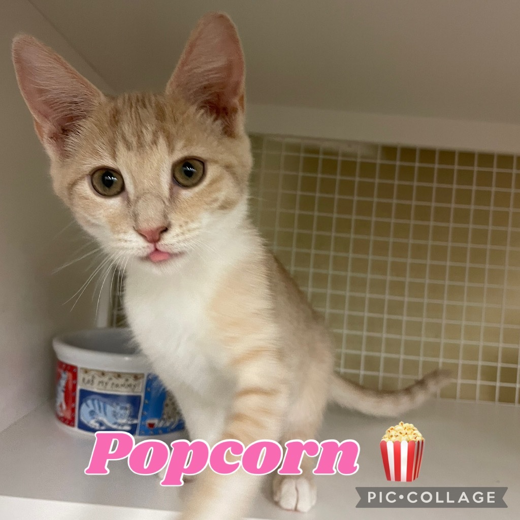Popcorn