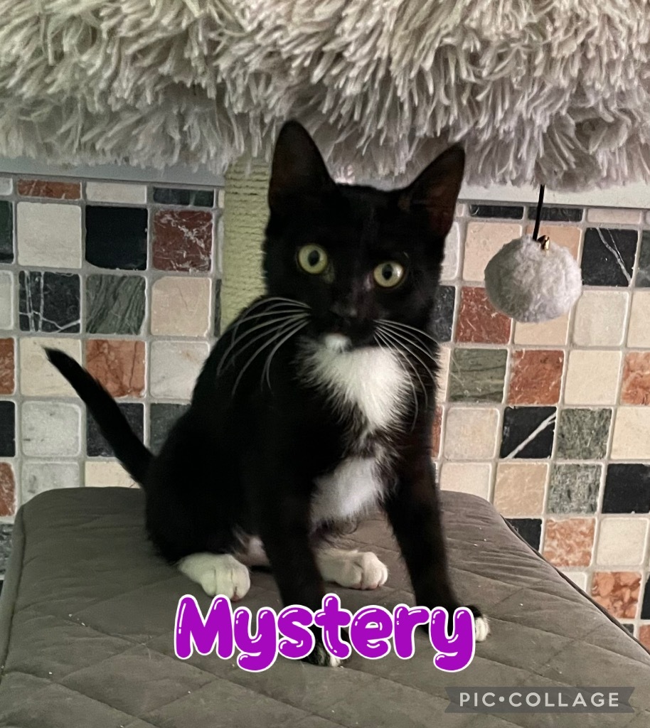 Mystery
