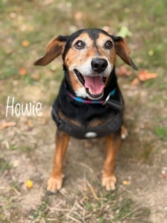 Howie/buddy 125069