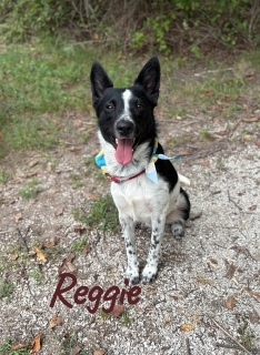 Reggie 33470
