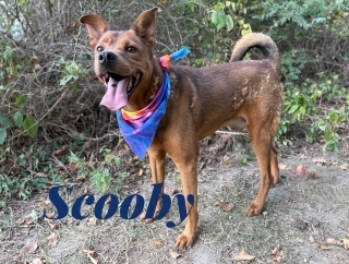 Scooby 123034