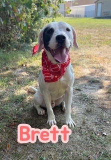 Brett 33425