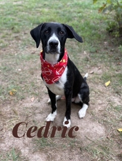 Cedric 33459