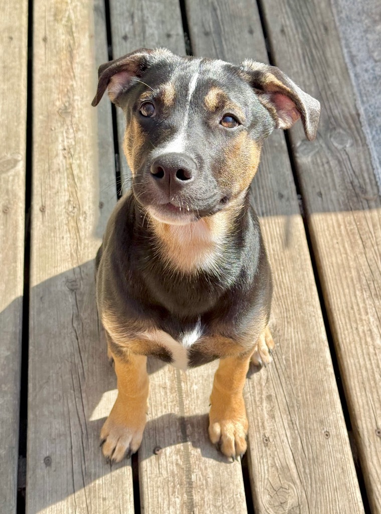 Pretzel