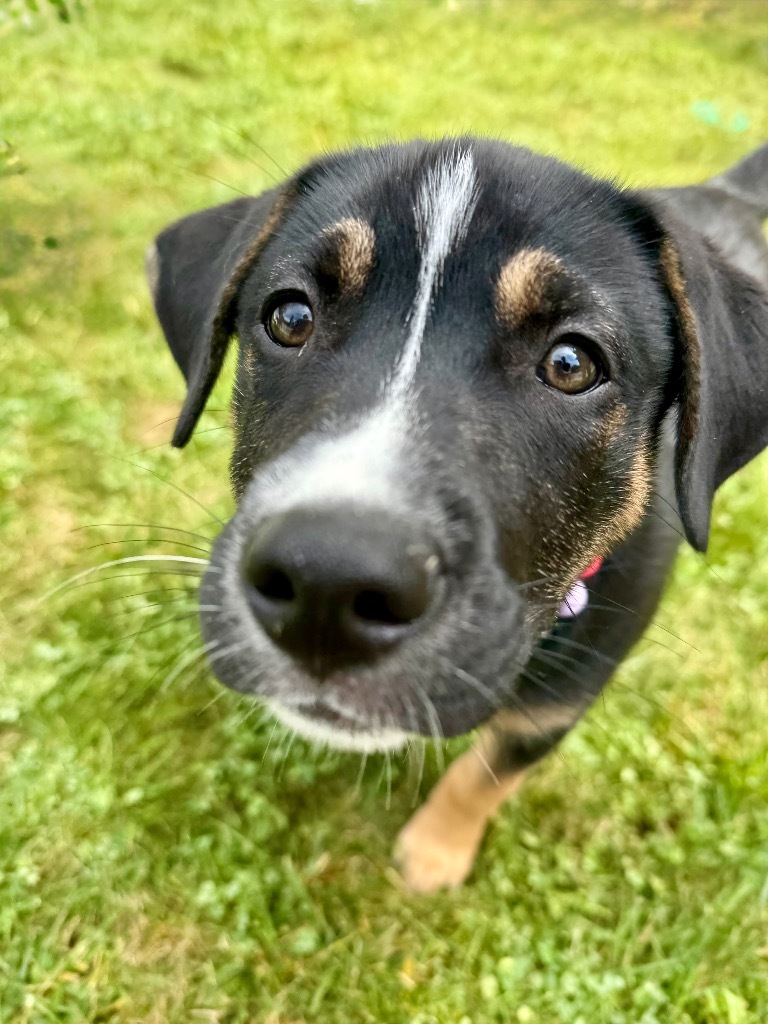 Pretzel
