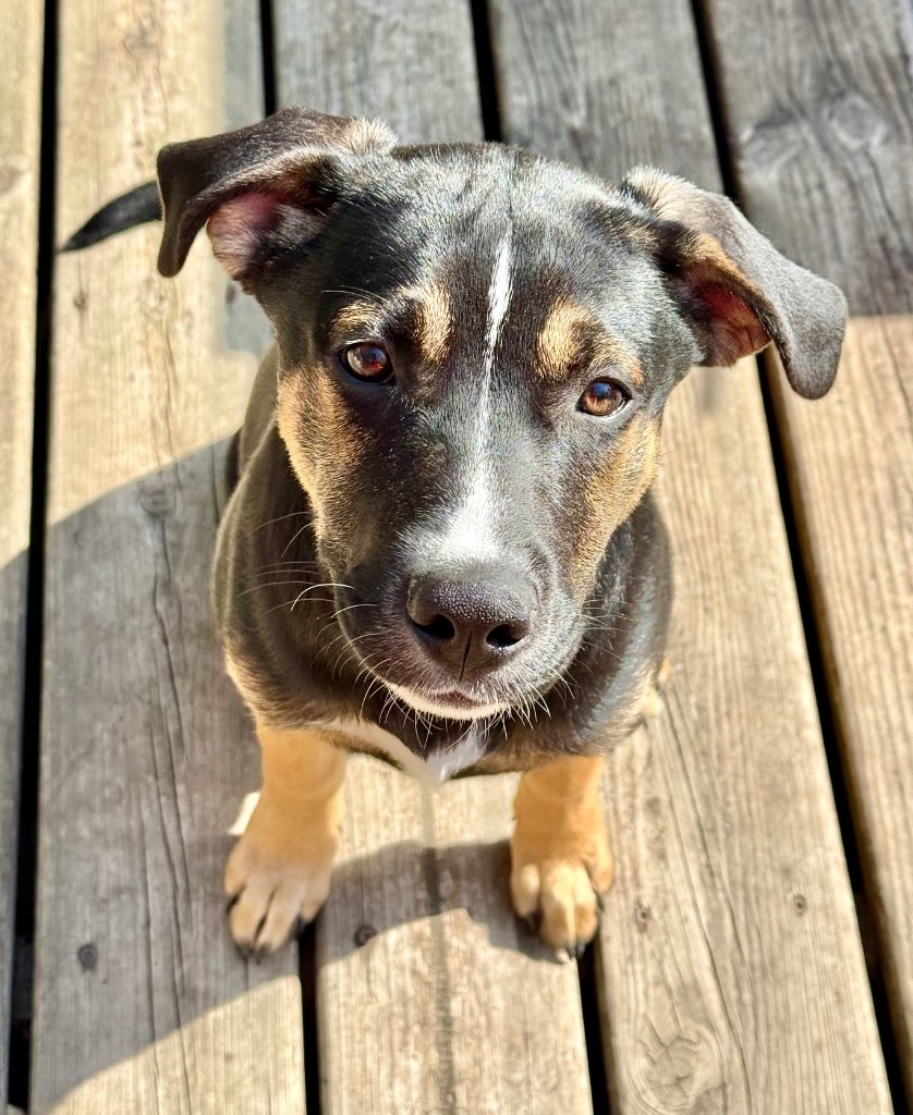 Pretzel