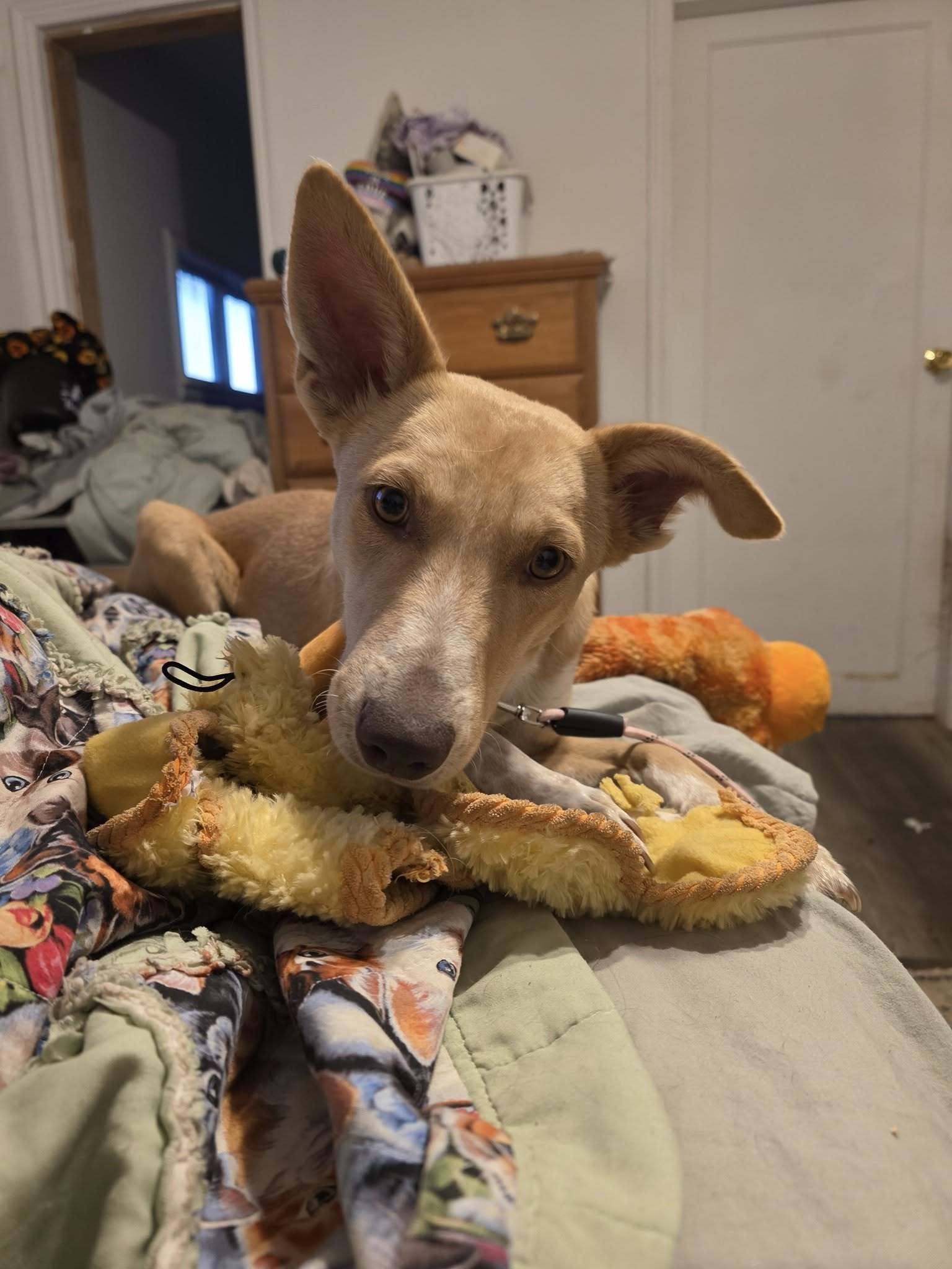 Joanna, an adoptable German Shepherd Dog, Labrador Retriever in Castle Dale, UT, 84513 | Photo Image 2