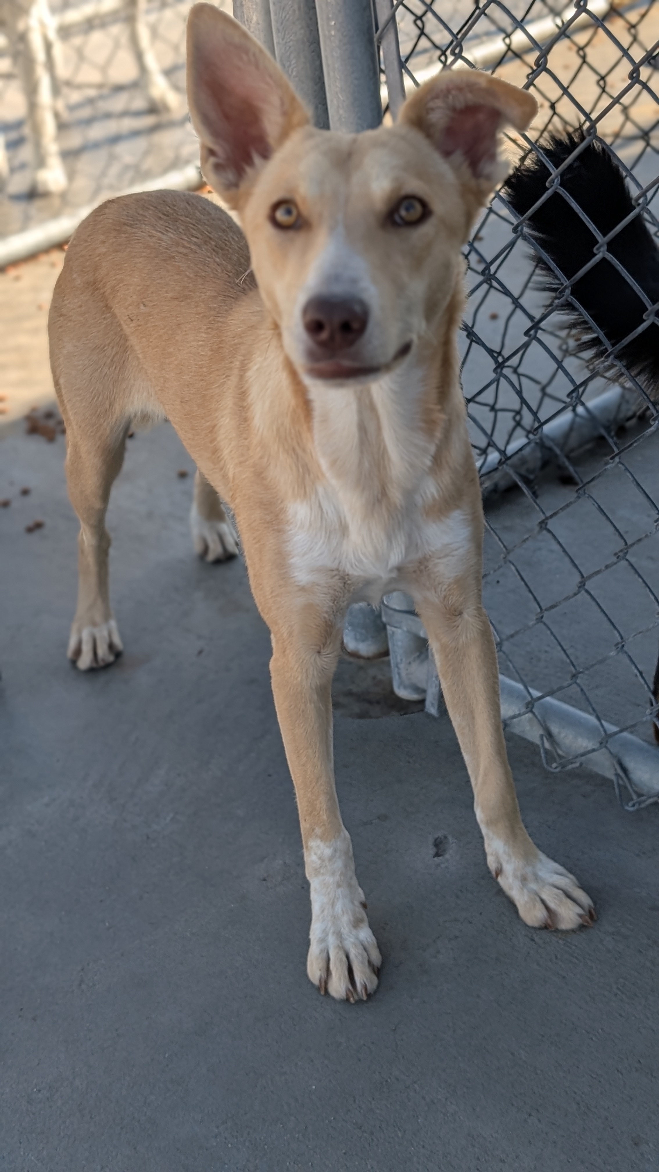 Joanna, an adoptable German Shepherd Dog, Labrador Retriever in Castle Dale, UT, 84513 | Photo Image 2