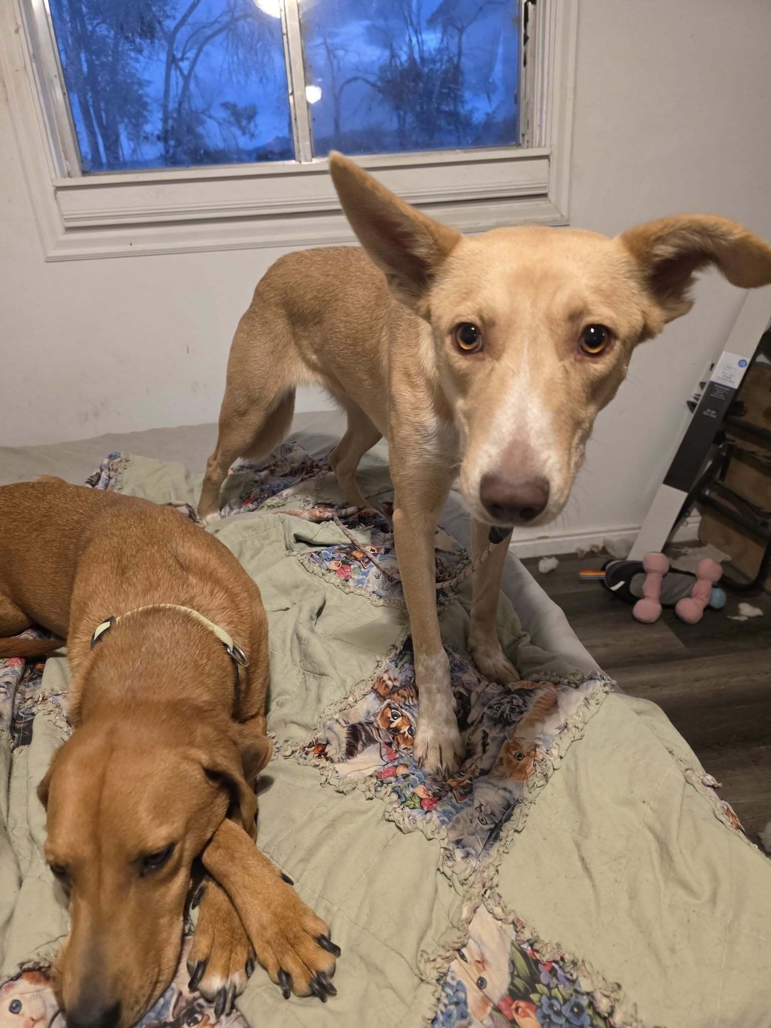 Joanna, an adoptable German Shepherd Dog, Labrador Retriever in Castle Dale, UT, 84513 | Photo Image 5