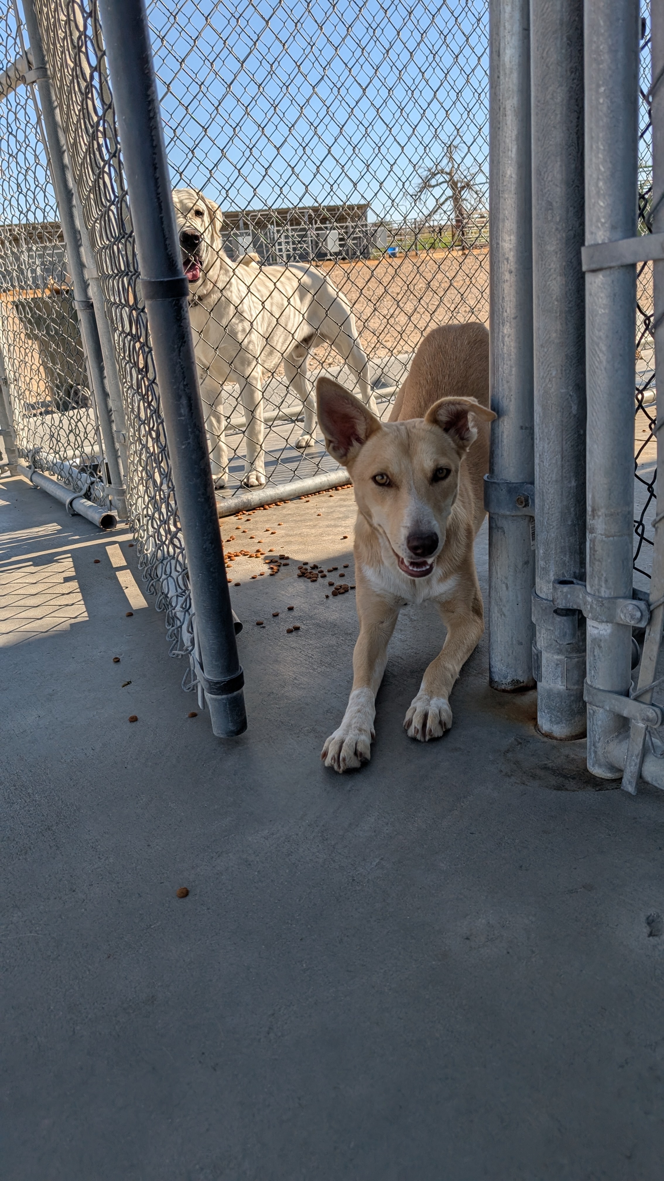 Joanna, an adoptable German Shepherd Dog, Labrador Retriever in Castle Dale, UT, 84513 | Photo Image 4