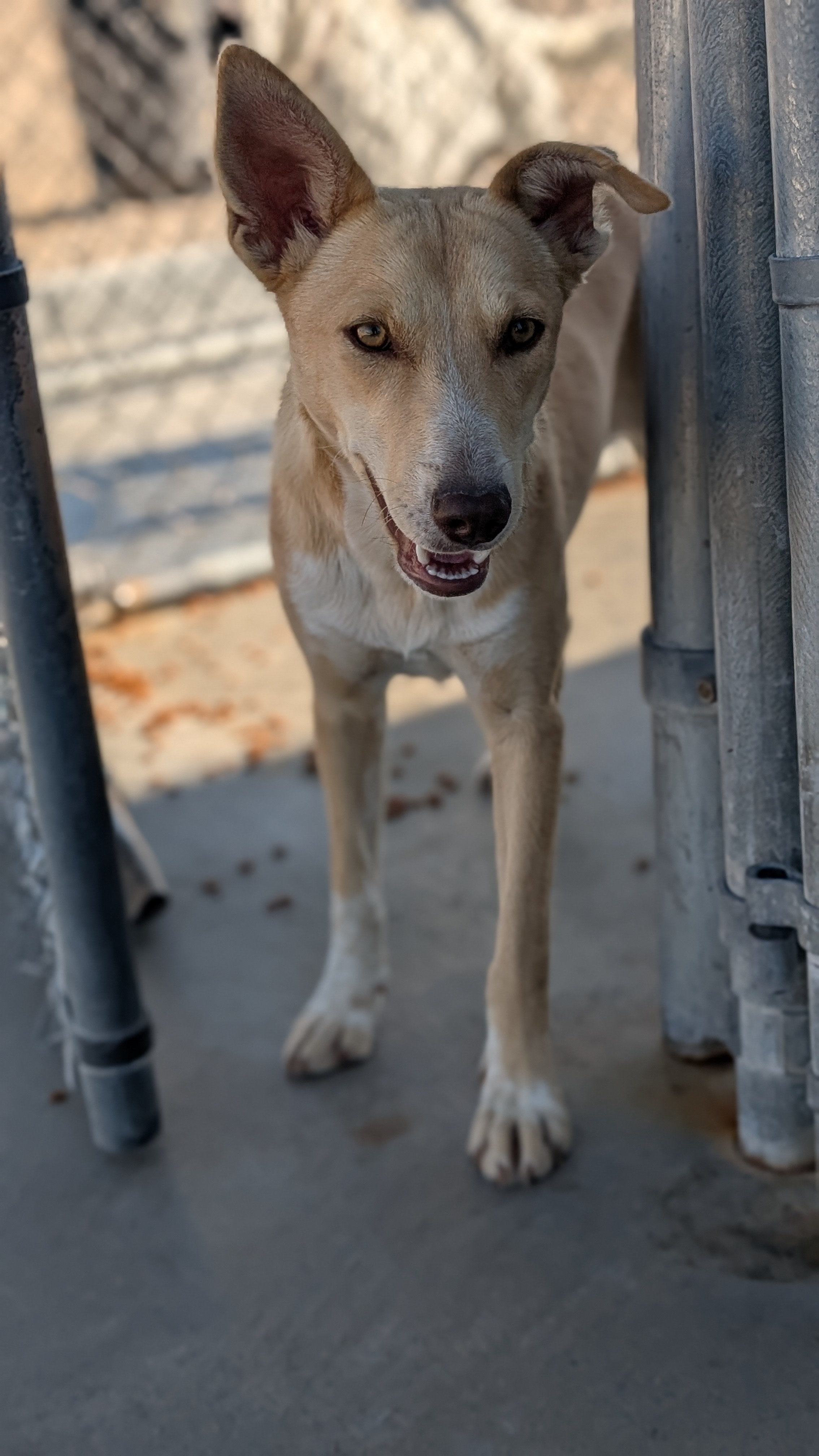 Joanna, an adoptable German Shepherd Dog, Labrador Retriever in Castle Dale, UT, 84513 | Photo Image 7