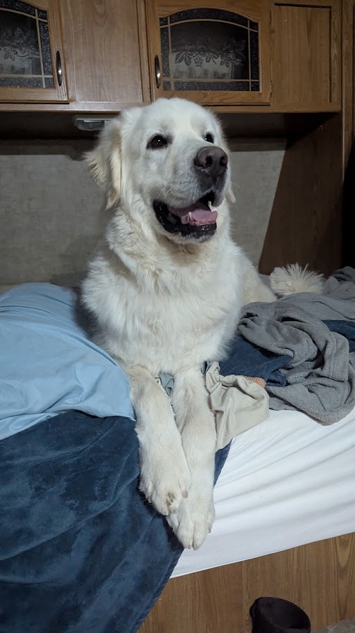 Jack, an adoptable Great Pyrenees in Castle Dale, UT, 84513 | Photo Image 2