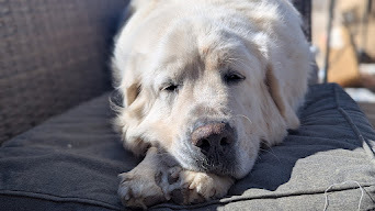 Jack, an adoptable Great Pyrenees in Castle Dale, UT, 84513 | Photo Image 3