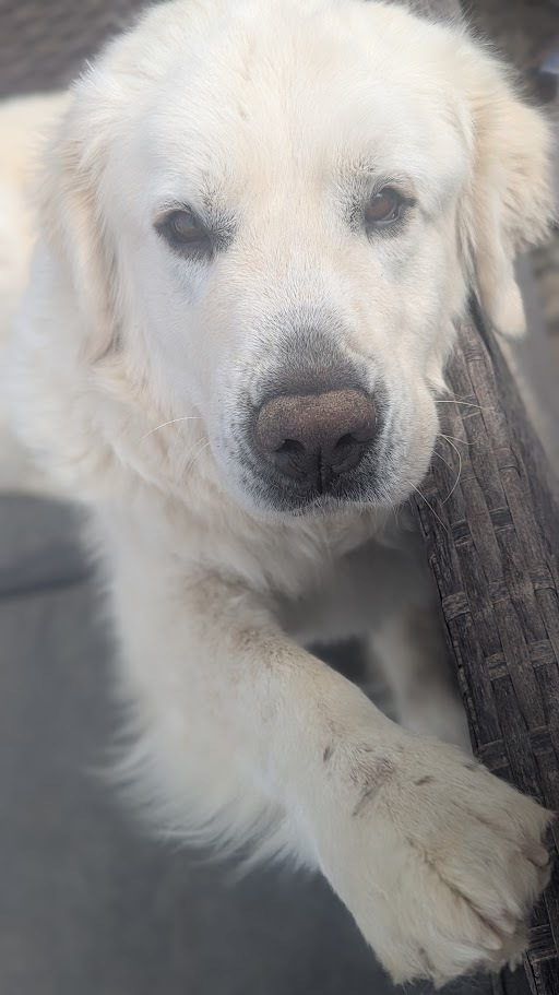 Jack, an adoptable Great Pyrenees in Castle Dale, UT, 84513 | Photo Image 4