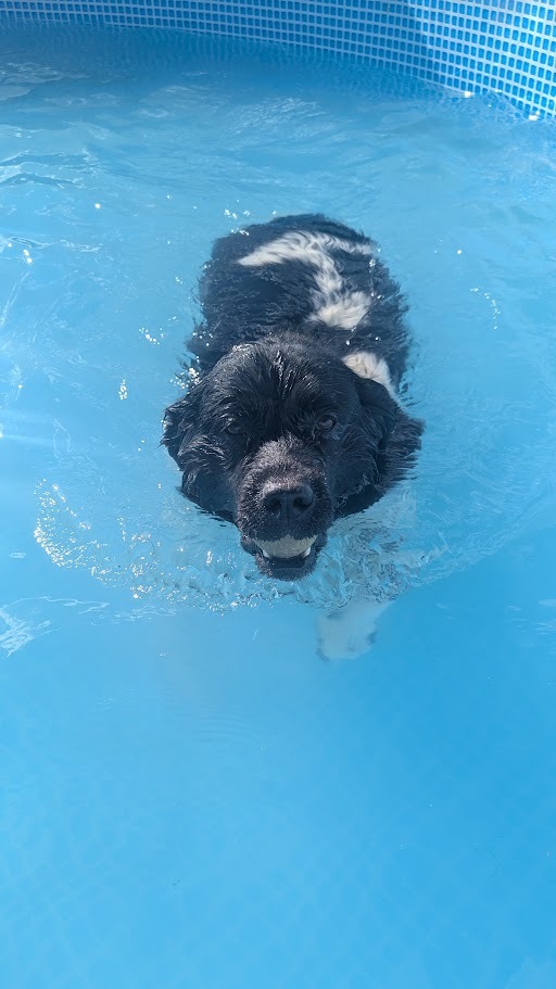 Willow, an adoptable Newfoundland Dog in Castle Dale, UT, 84513 | Photo Image 1