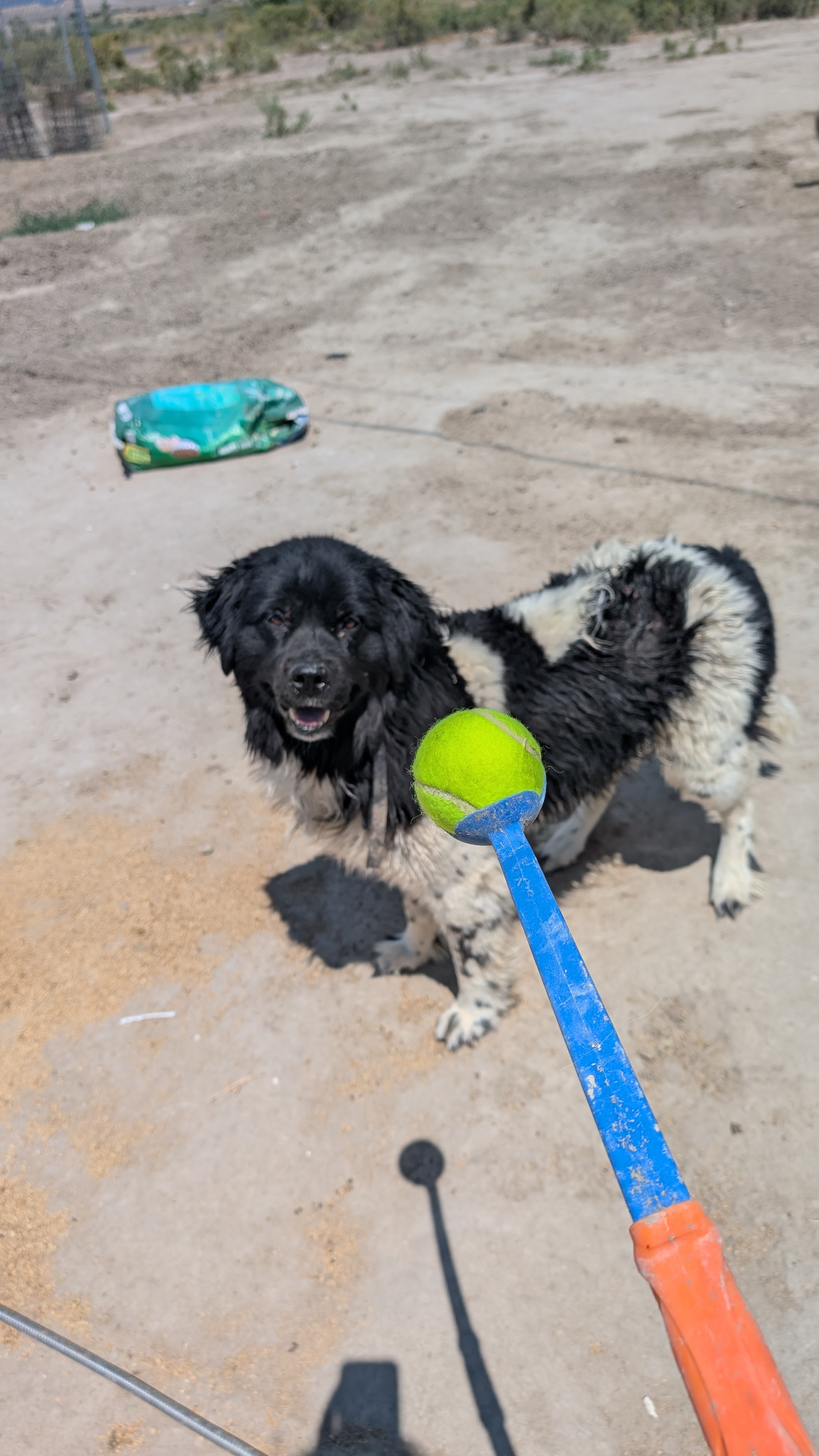 Willow, an adoptable Newfoundland Dog in Castle Dale, UT, 84513 | Photo Image 2