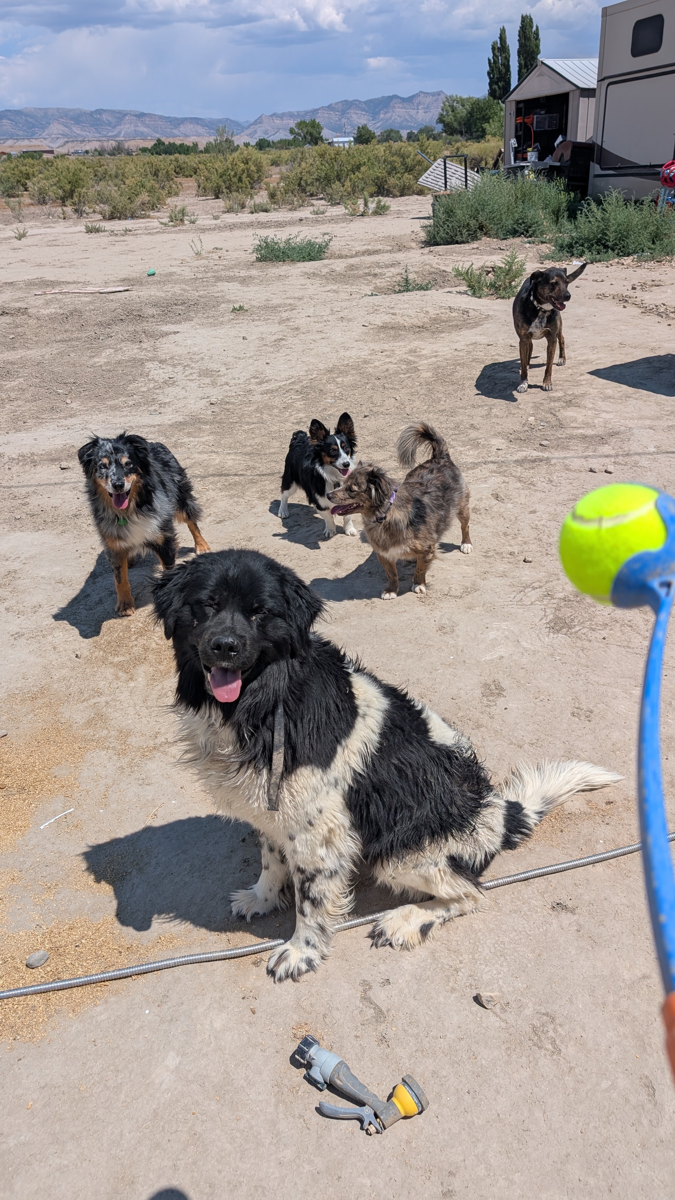 Willow, an adoptable Newfoundland Dog in Castle Dale, UT, 84513 | Photo Image 3