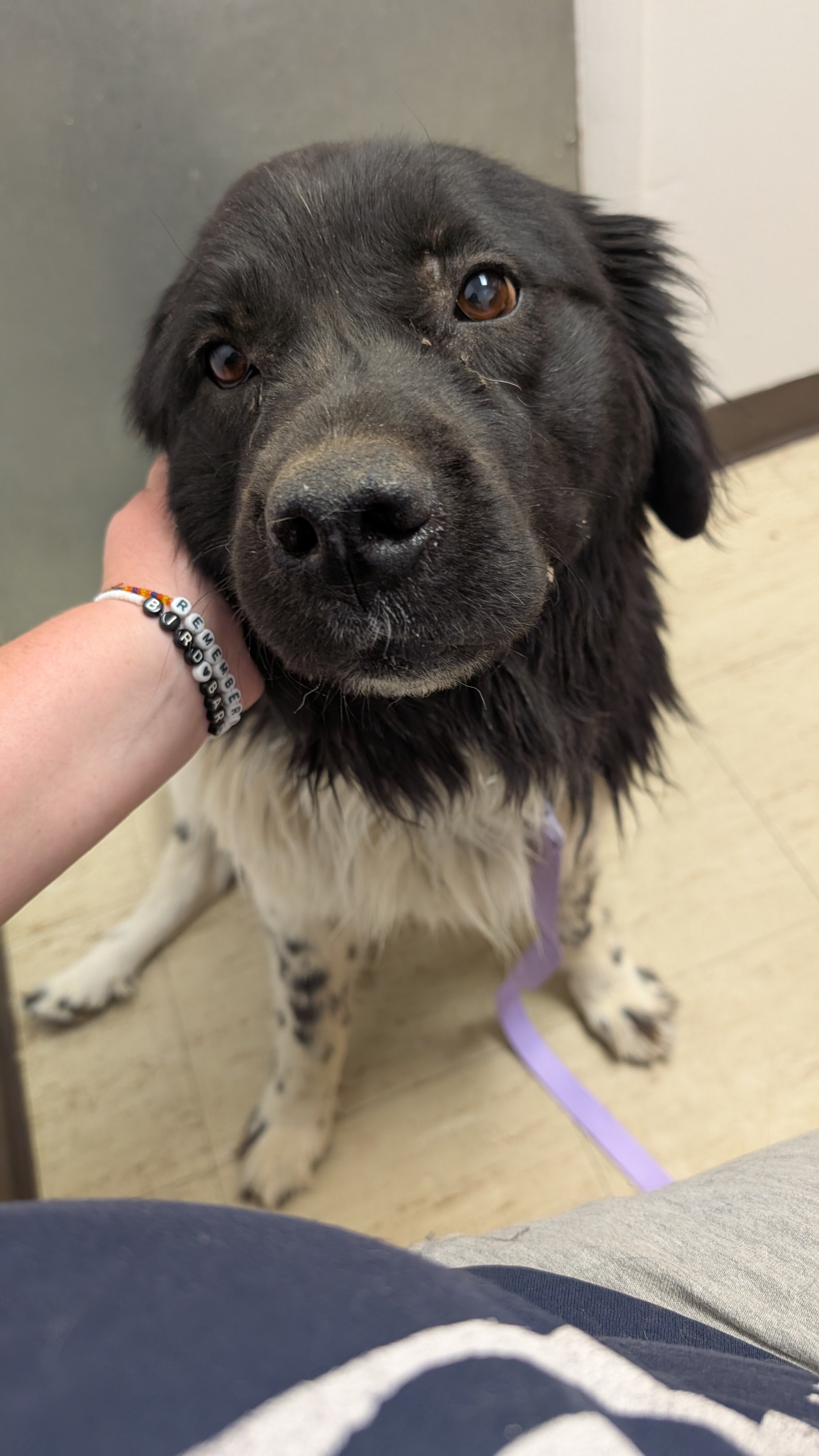 Willow, an adoptable Newfoundland Dog in Castle Dale, UT, 84513 | Photo Image 4