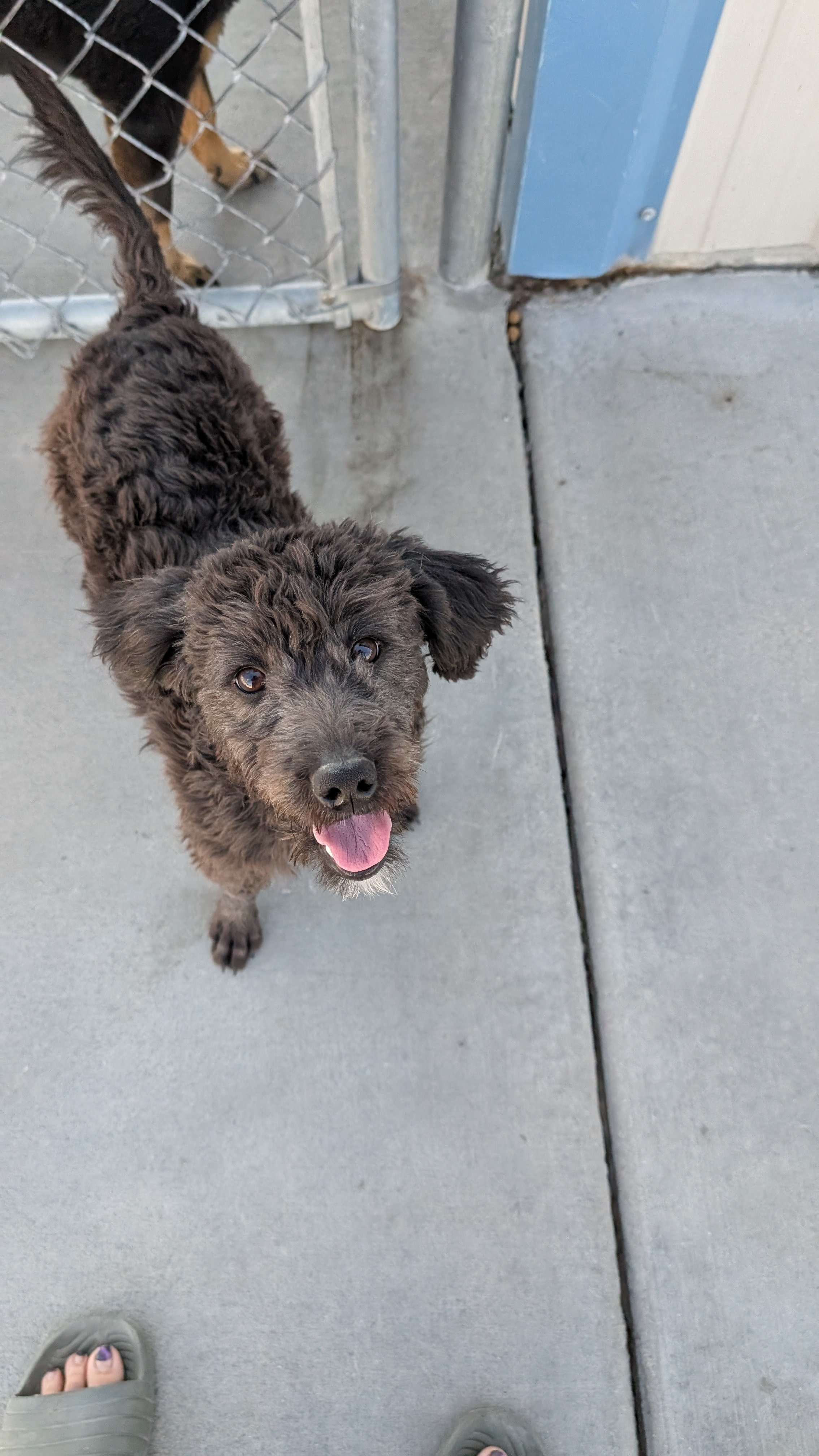 Raven, an adoptable Labrador Retriever in Castle Dale, UT, 84513 | Photo Image 1