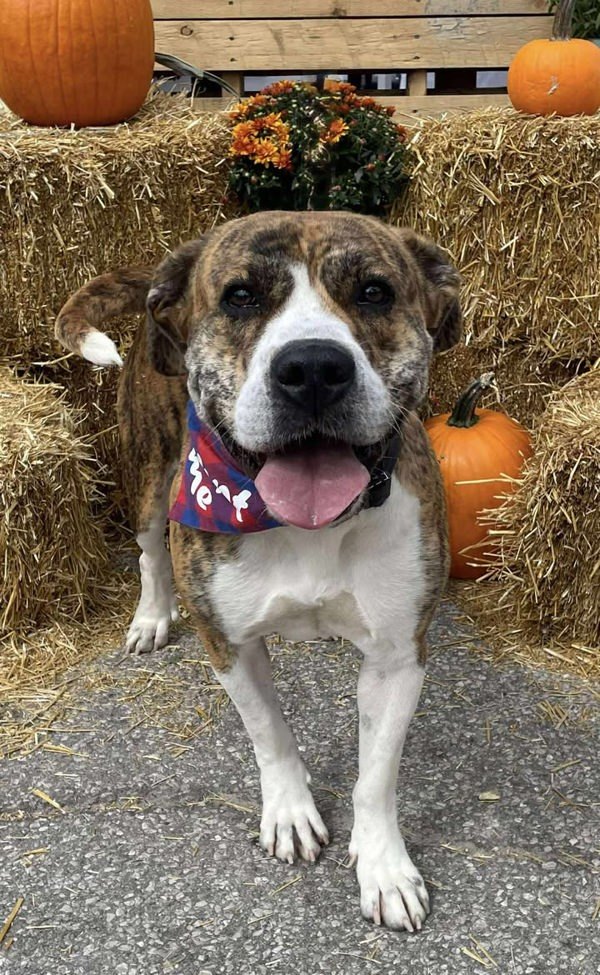 Tiger Lilly, an adoptable Boxer in Keswick, ON, L4P 3G1 | Photo Image 1