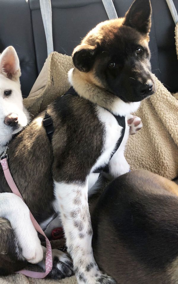 Girl Scout - PUPPY