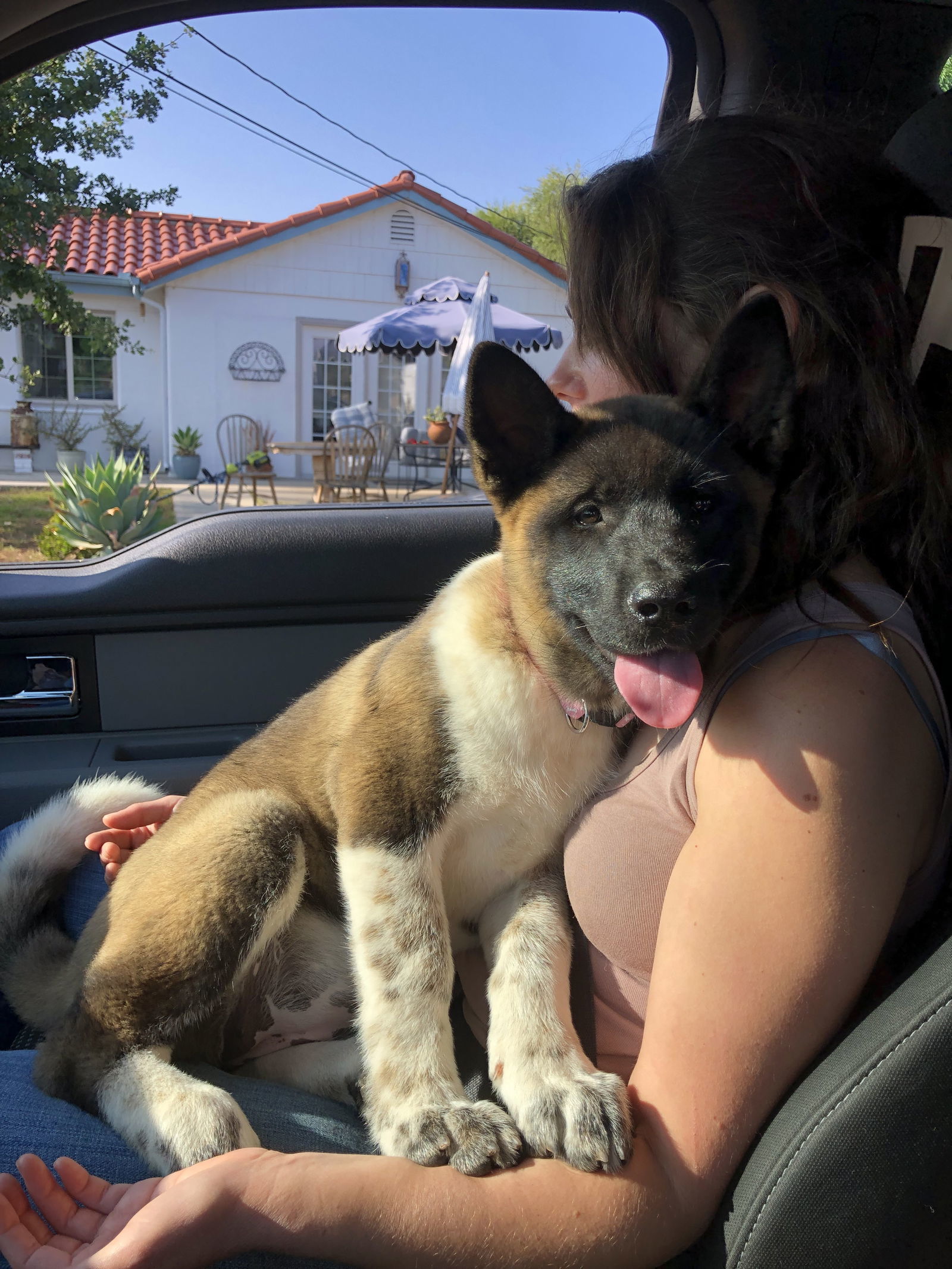Girl Scout - PUPPY