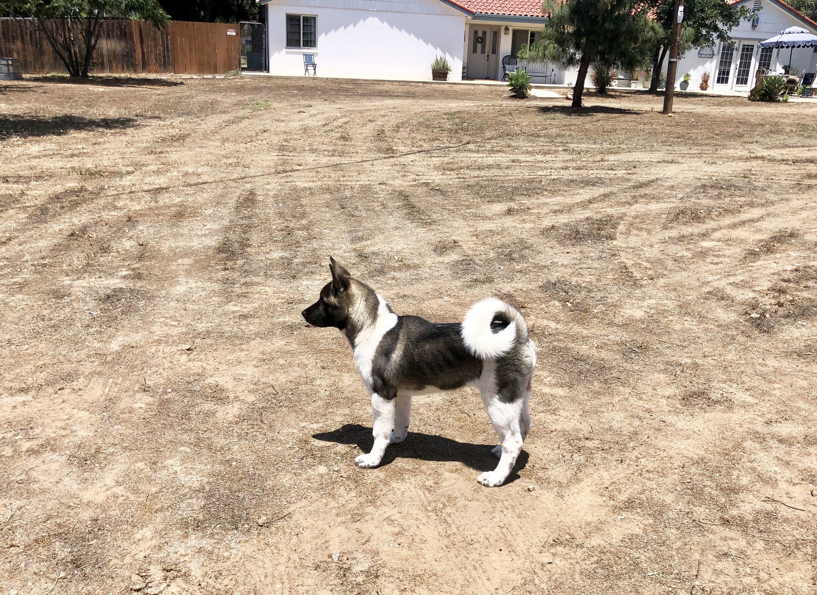 Pebbles - PUPPY