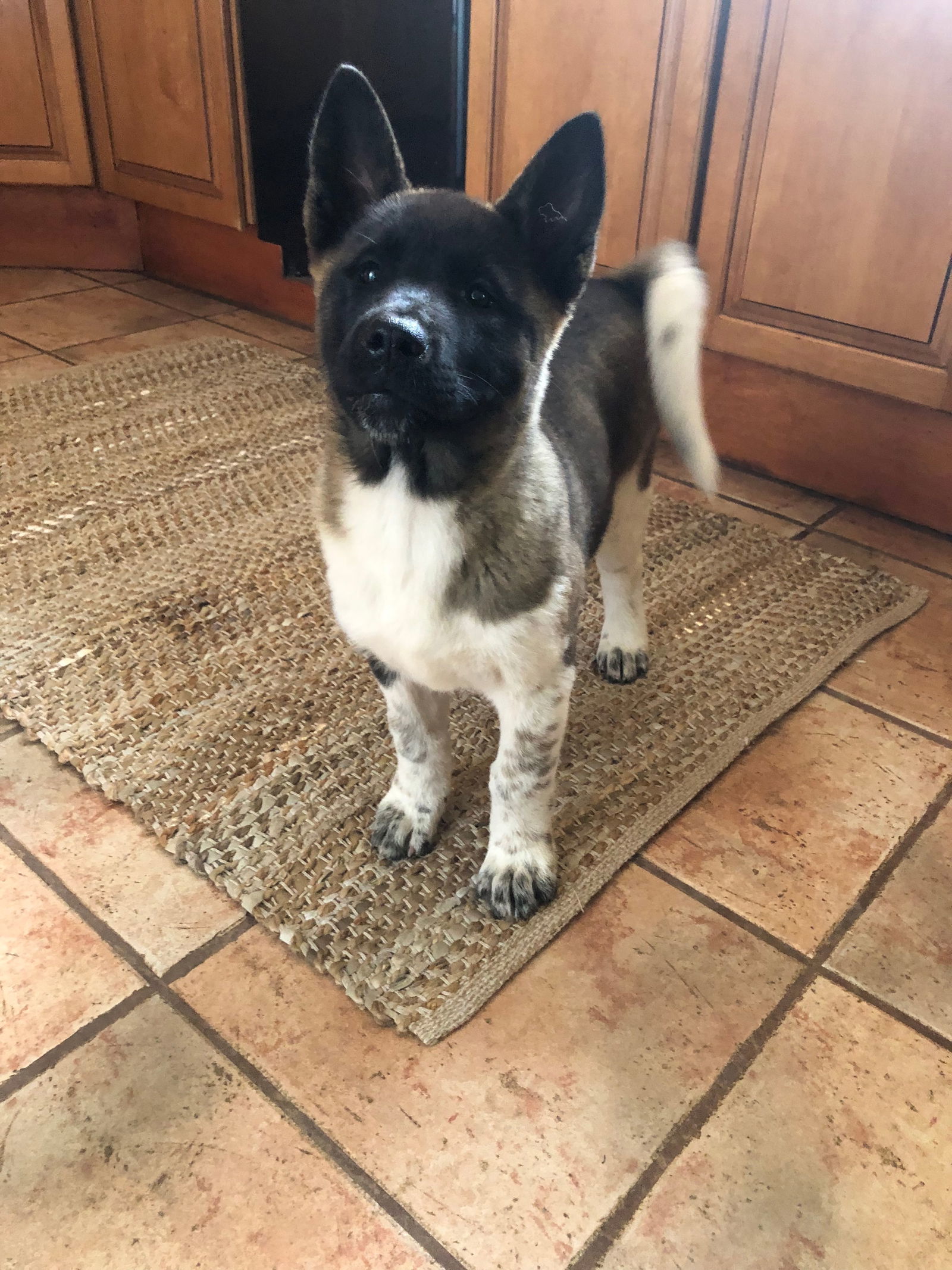 Pebbles - PUPPY