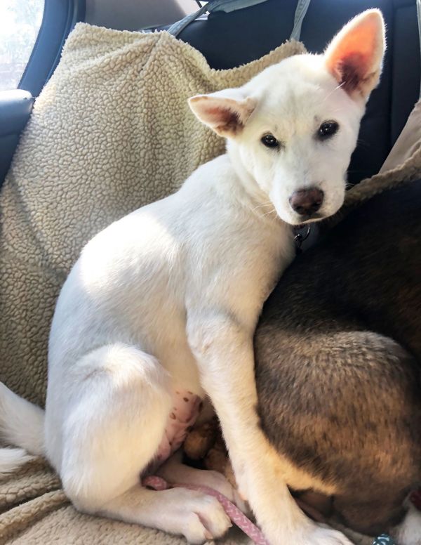 Sweet Daisy - PUPPY