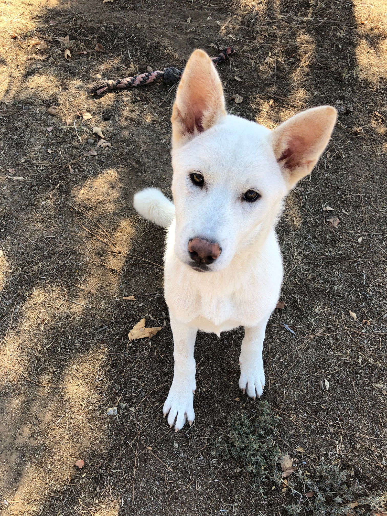 Sweet Daisy - PUPPY