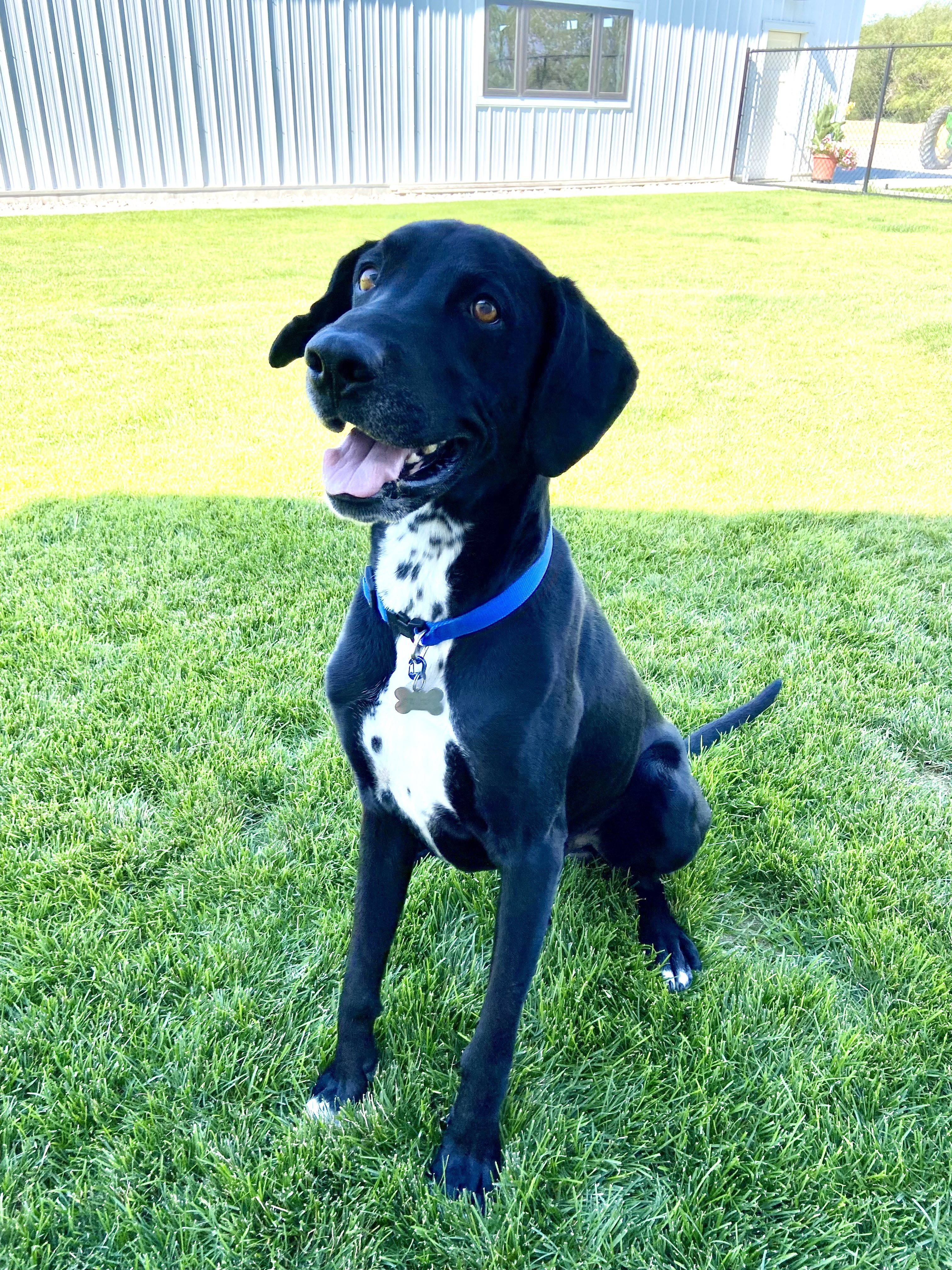 Zeke, an adoptable Labrador Retriever, Great Dane in Twin Falls, ID, 83301 | Photo Image 2
