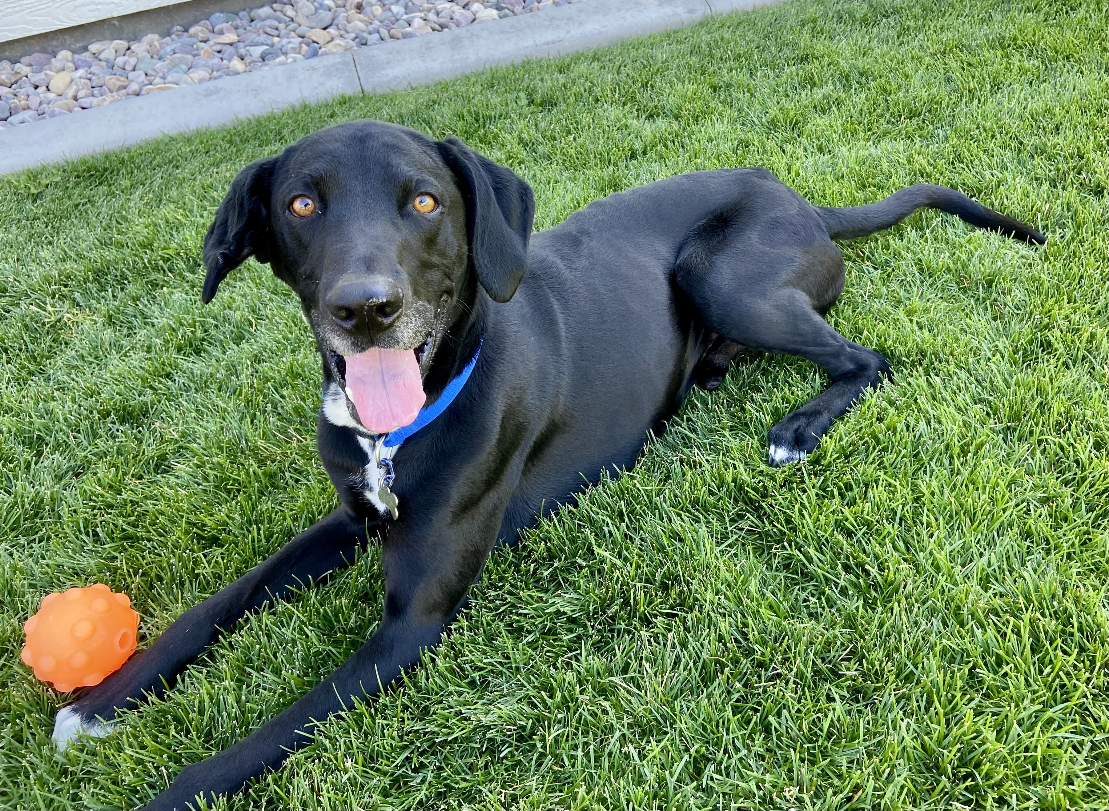 Zeke, an adoptable Labrador Retriever, Great Dane in Twin Falls, ID, 83301 | Photo Image 3