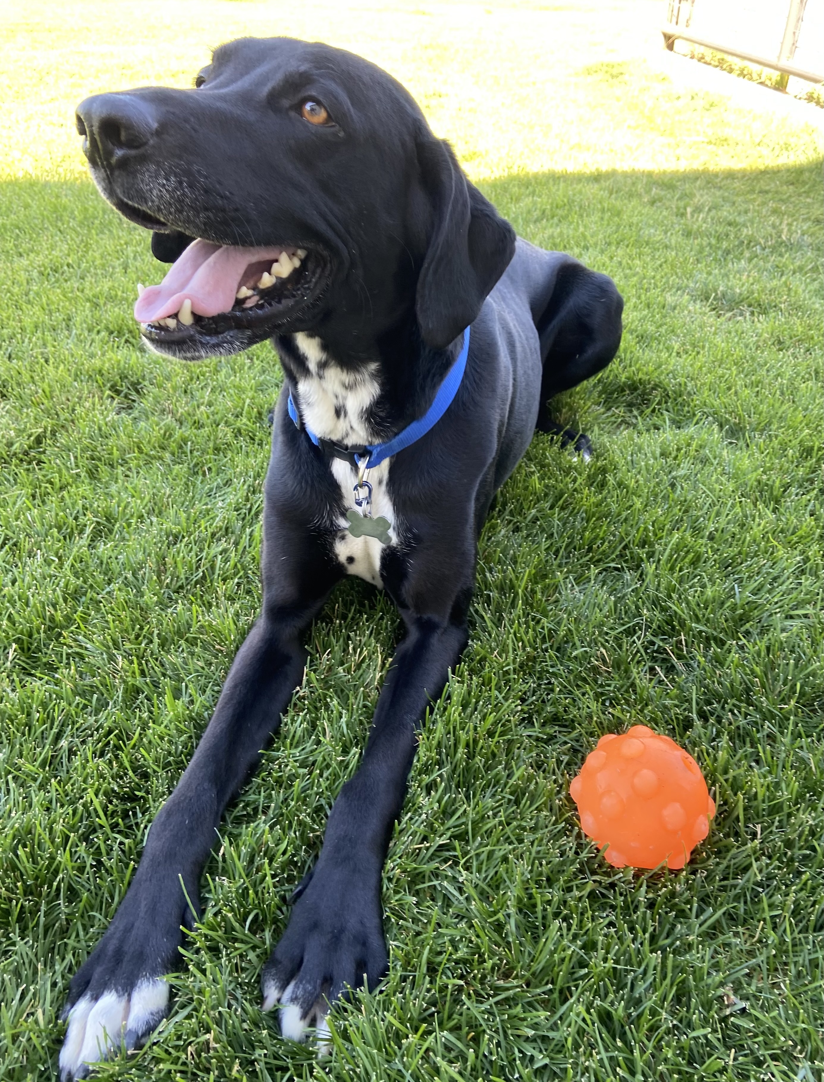 Zeke, an adoptable Labrador Retriever, Great Dane in Twin Falls, ID, 83301 | Photo Image 4