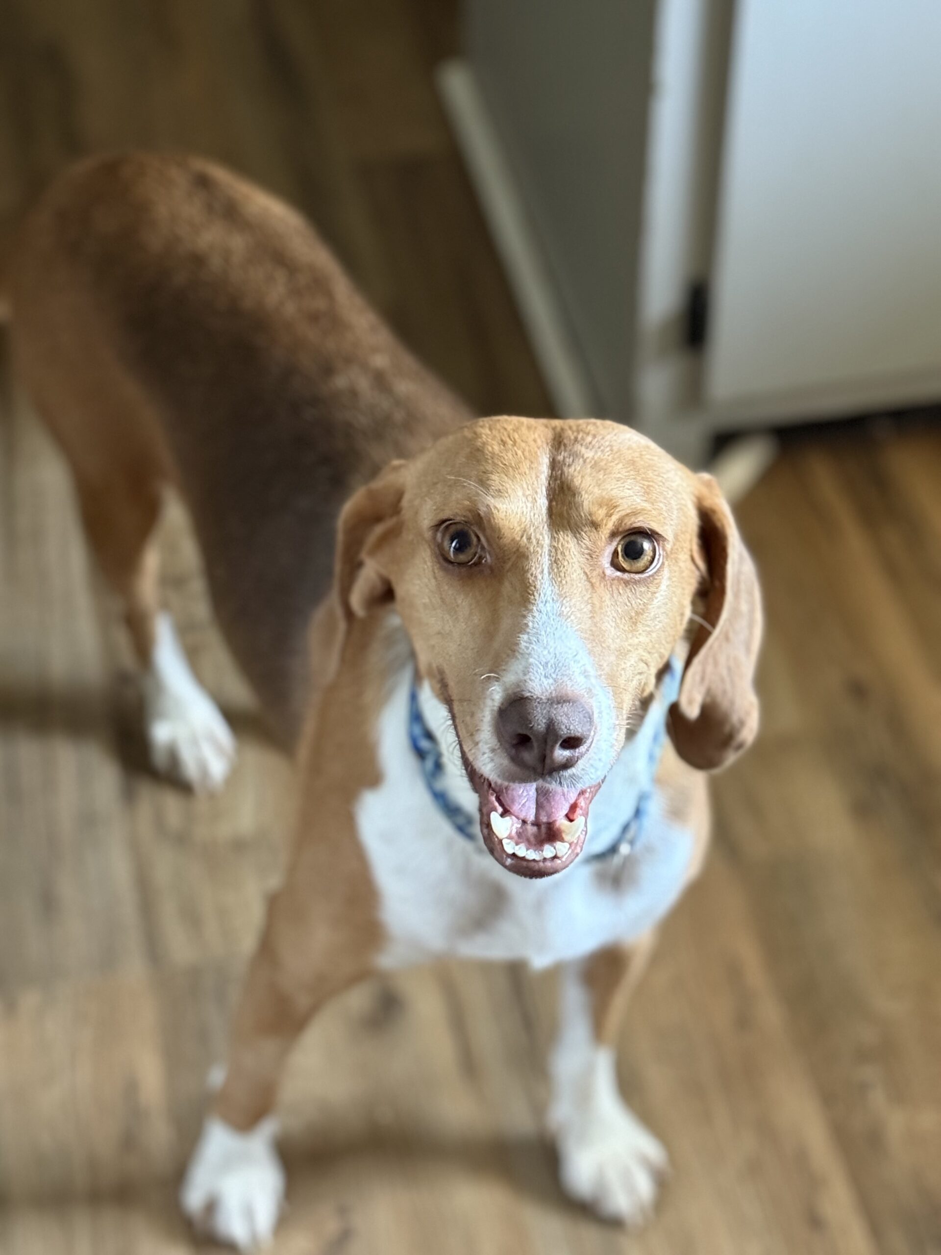 Cinnamon