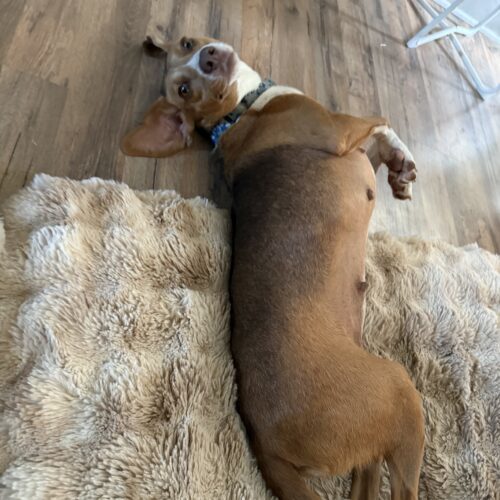 Cinnamon