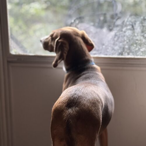 Cinnamon