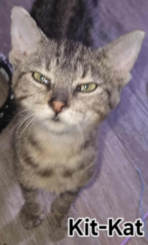 Kit Kat