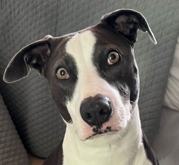 Ryder - (Courtesy Post) Foster or Adopt Me!