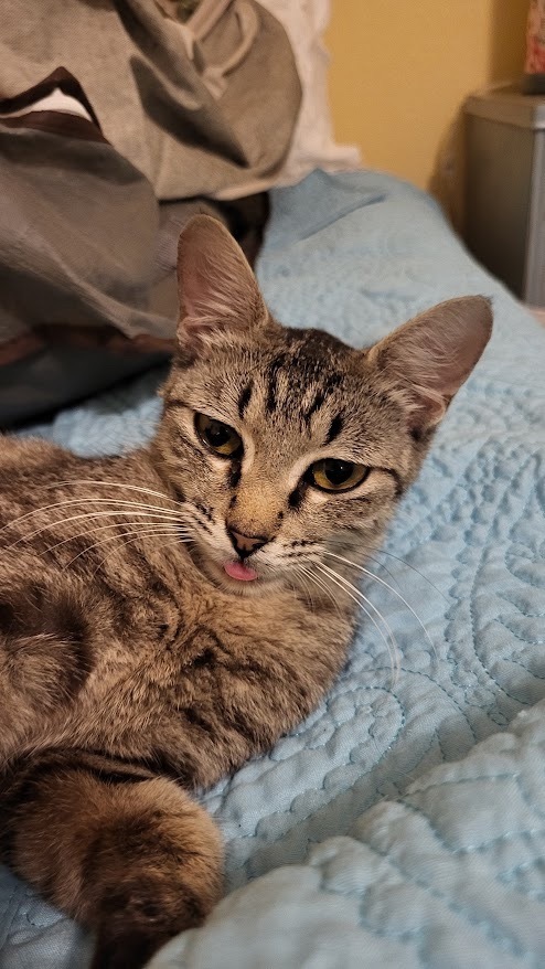 Elberta 2, an adoptable Domestic Short Hair in Fort Lupton, CO, 80621 | Photo Image 2