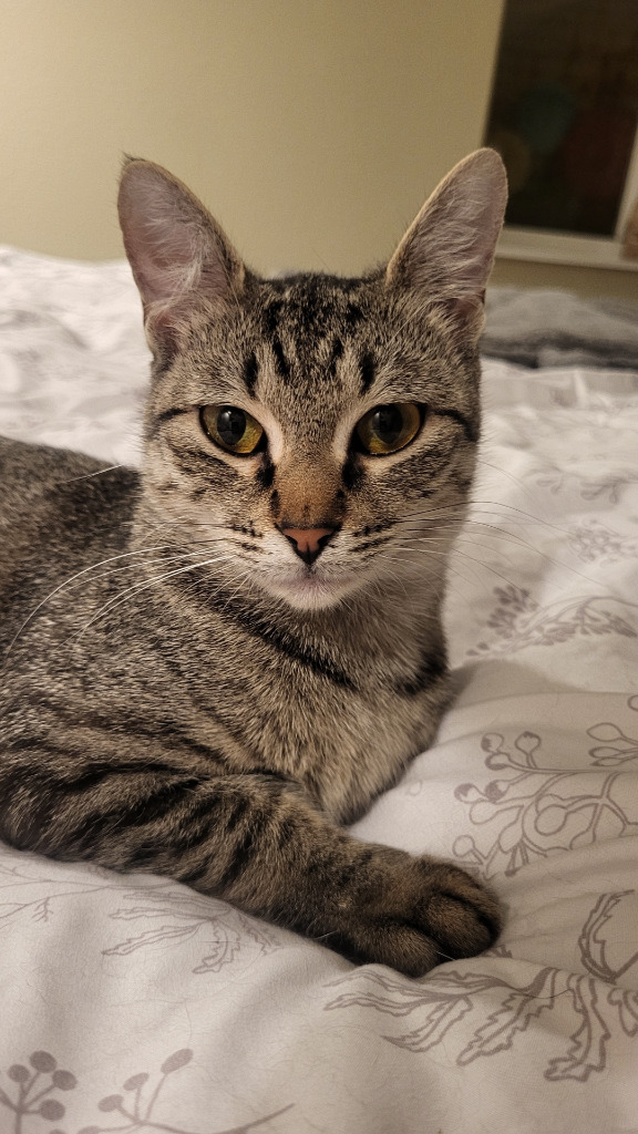 Elberta 2, an adoptable Domestic Short Hair in Fort Lupton, CO, 80621 | Photo Image 3