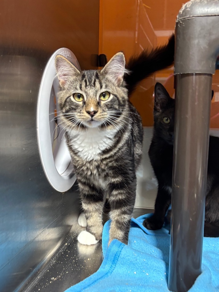Juggaloa, an adoptable Domestic Short Hair in Fort Lupton, CO, 80621 | Photo Image 1