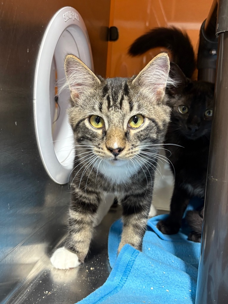 Juggaloa, an adoptable Domestic Short Hair in Fort Lupton, CO, 80621 | Photo Image 3