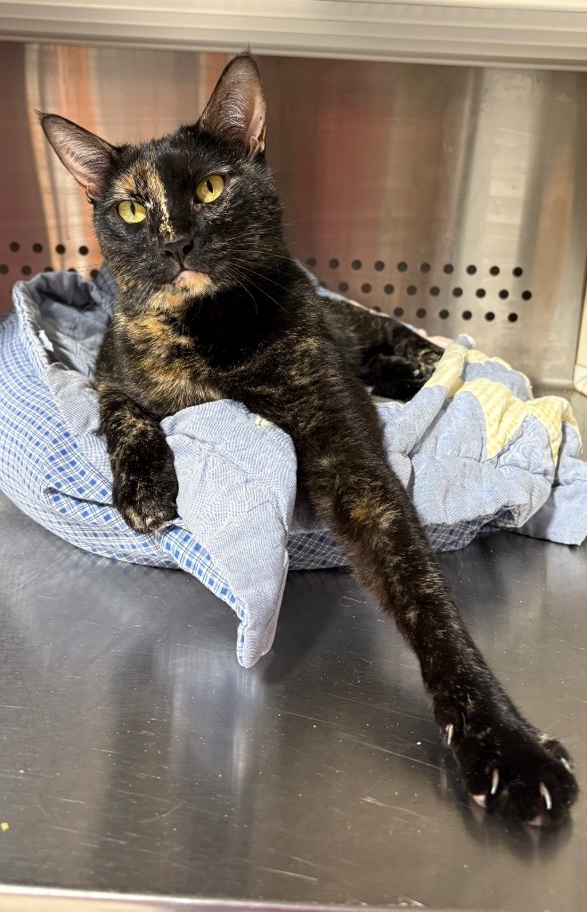 Darleene NM, an adoptable Domestic Short Hair in Fort Lupton, CO, 80621 | Photo Image 1