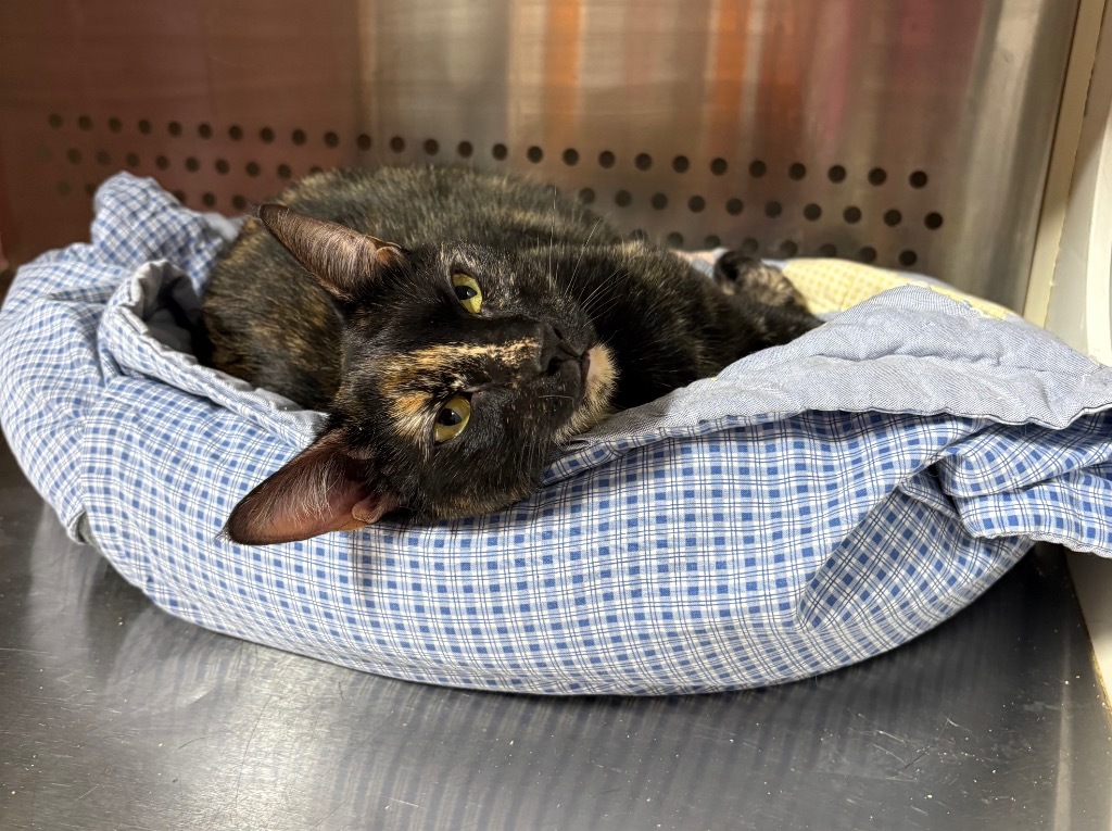 Darleene NM, an adoptable Domestic Short Hair in Fort Lupton, CO, 80621 | Photo Image 2